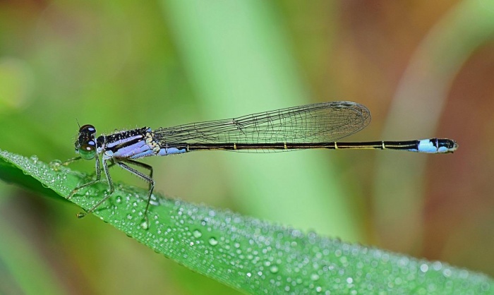 National Wildlife Day - Damselfly