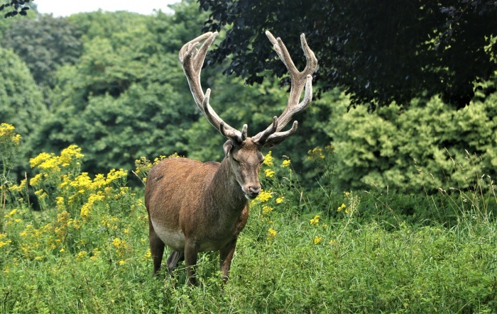 World Habitat Day - Deer