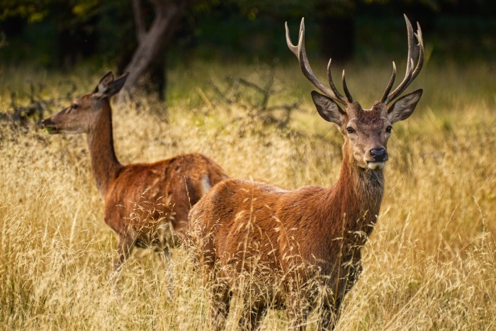 National Wildlife Day - Deer