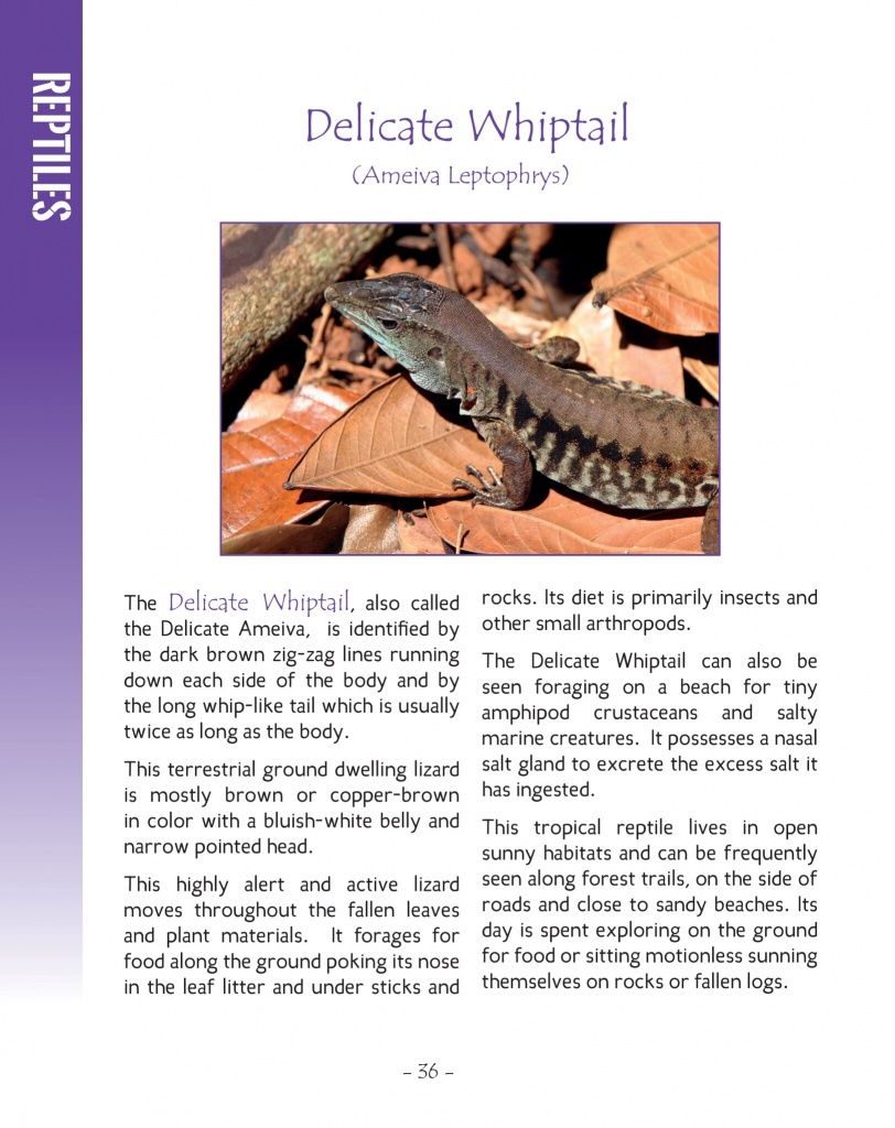 Delicate Whiptail - Wildlife in Central America 2 - Page 36