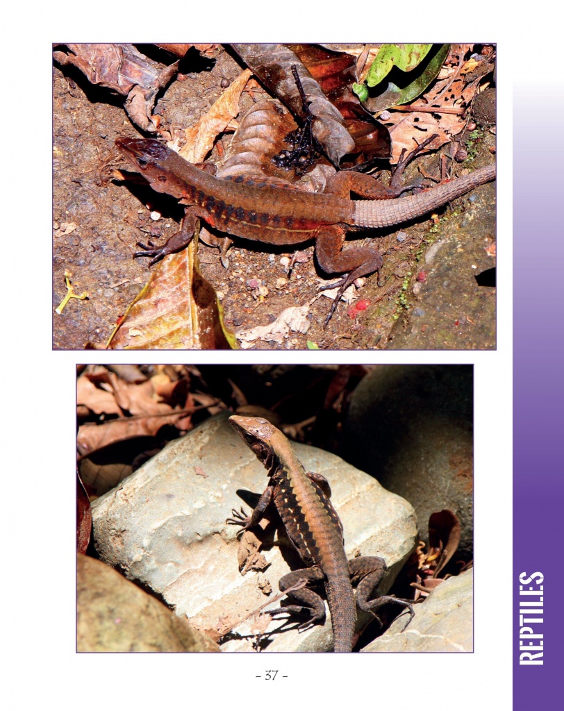 Delicate Whiptail - Wildlife in Central America 2 - Page 37