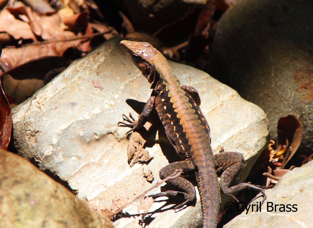 Central American Reptiles - Delicate Whiptail