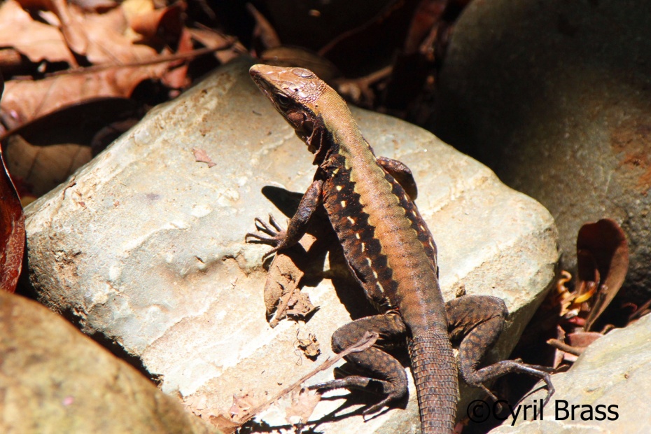 Delicate Whiptail