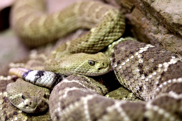 Rattlesnake Appreciation Day - Diamond Back Rattle Snakes