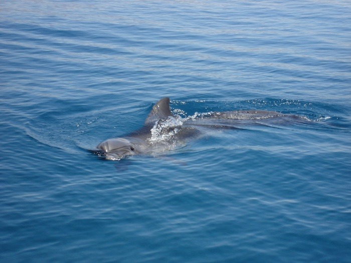 National Dolphin Day - Dolphin