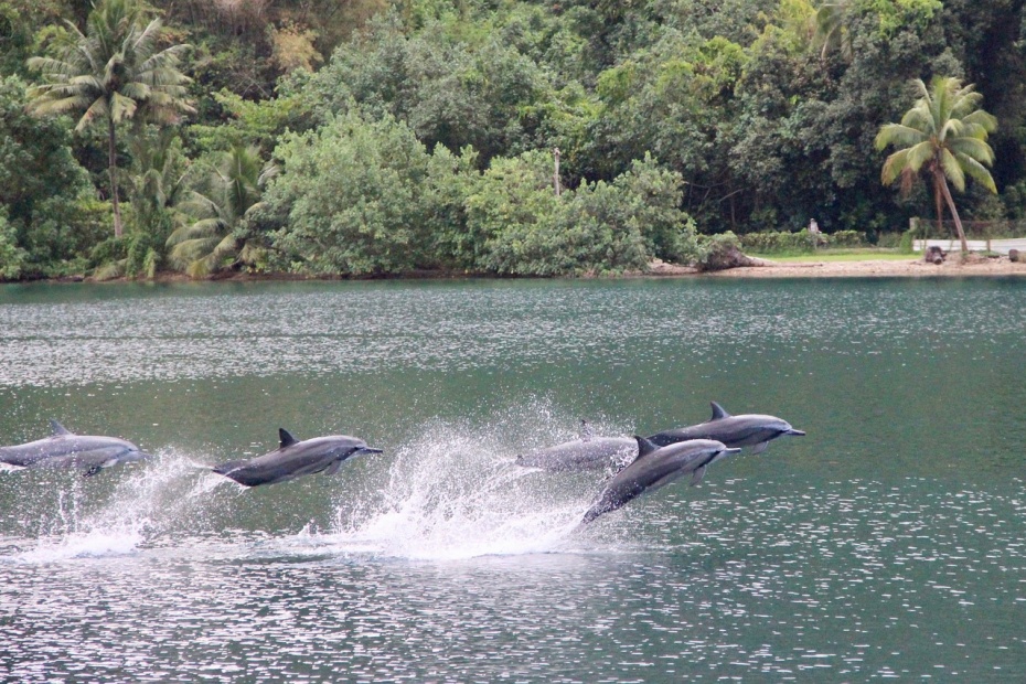 Dolphin in Waters