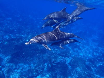 National Dolphin Day - Dolphins