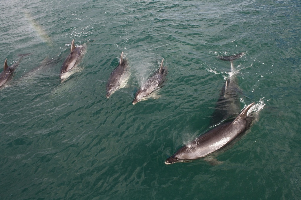 National Dolphin Day - Dolphins