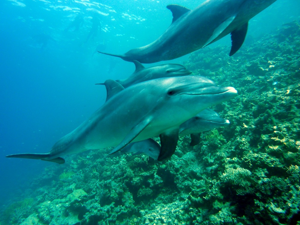 Marine Mammal Rescue Day - Dolphins