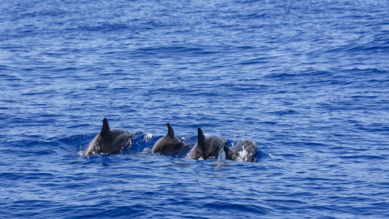 Marine Mammal Rescue Day - Dolphins