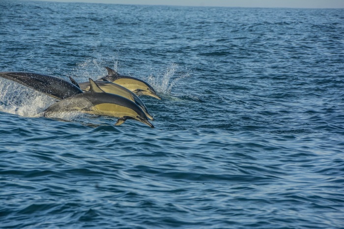 National Dolphin Day - Dolphins