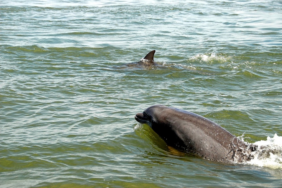 Dolphins