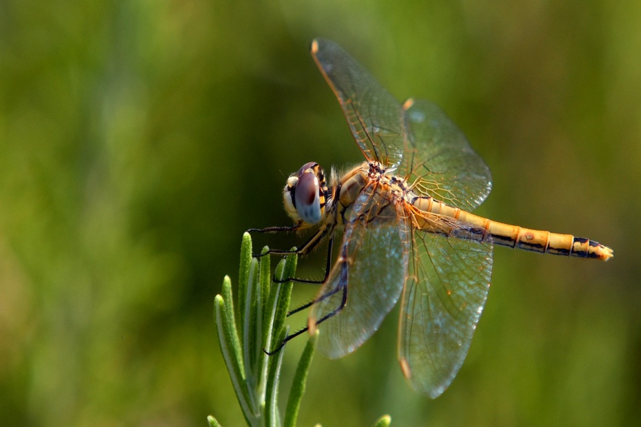 Dragonfly