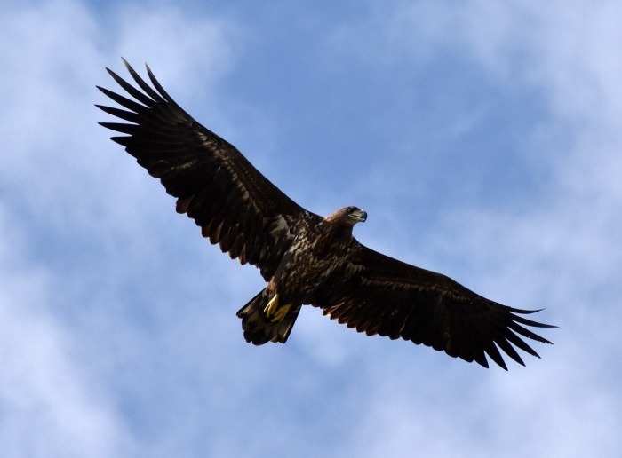 Save the Eagle Day - Eagle