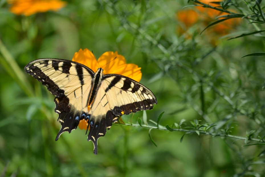 Eastern Black Swallowtail Butterfly