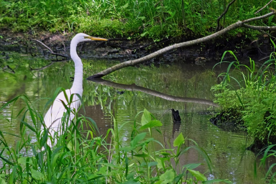 Egret - Estuary