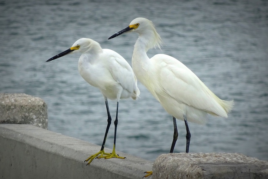 Egrets