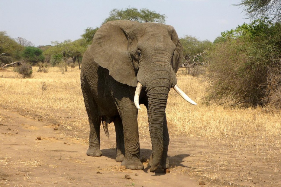 African Elephant