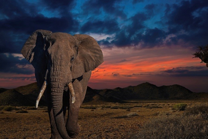 African Elephant