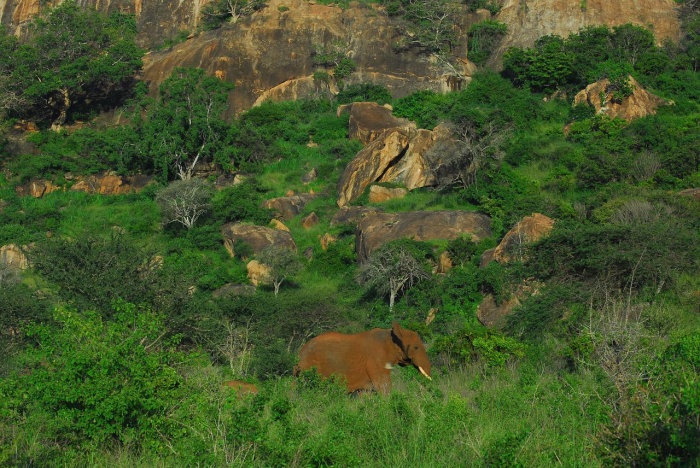 World Nature Conservation Day - African Elephant in Tsavo 