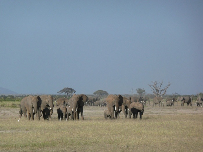 Elephant Appreciation Day - African Elephants
