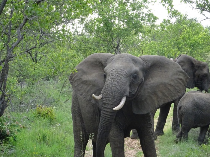 World Elephant Day - African Elephants