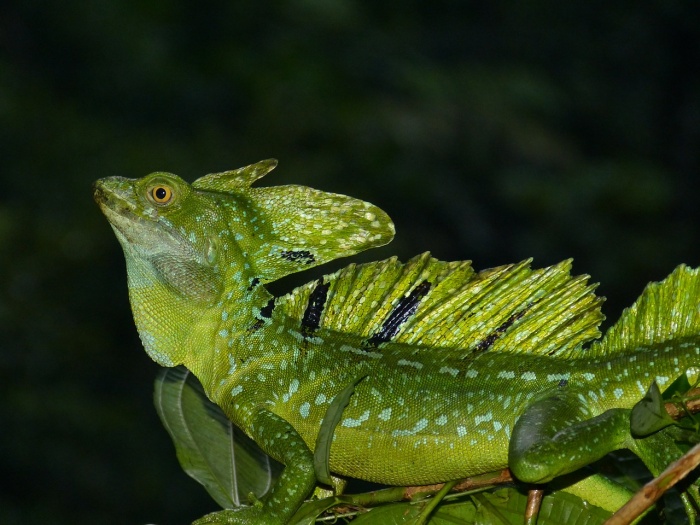International Day for Biological Diversity - Emerald Basilisk Lizard