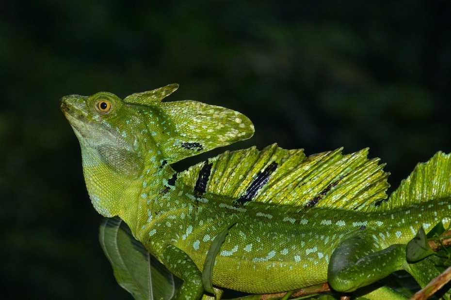 Emerald Basilisk Lizard