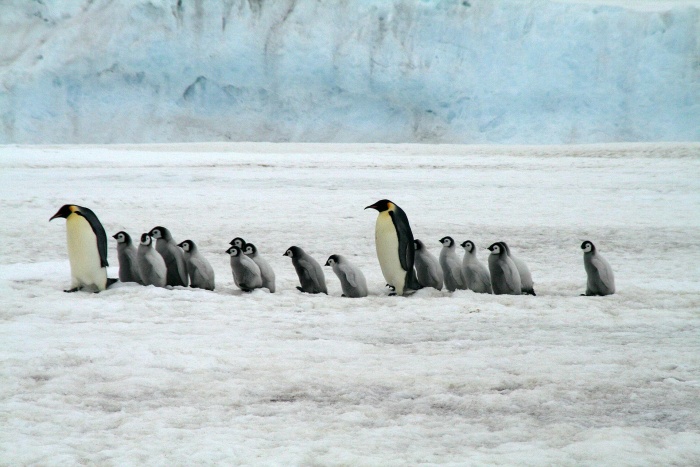 World Wildlife Day - Emperor Penguins