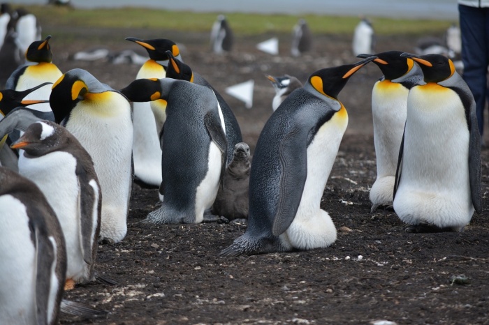World Penguin Day - Emperor Penguins