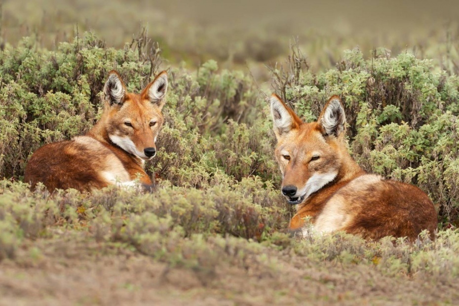 Ethiopian Wolf