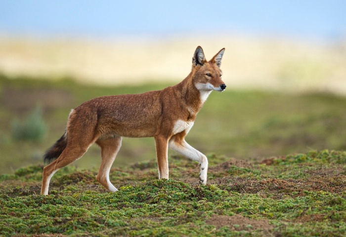 Ethiopian Wolf by Rebecca Jackrel