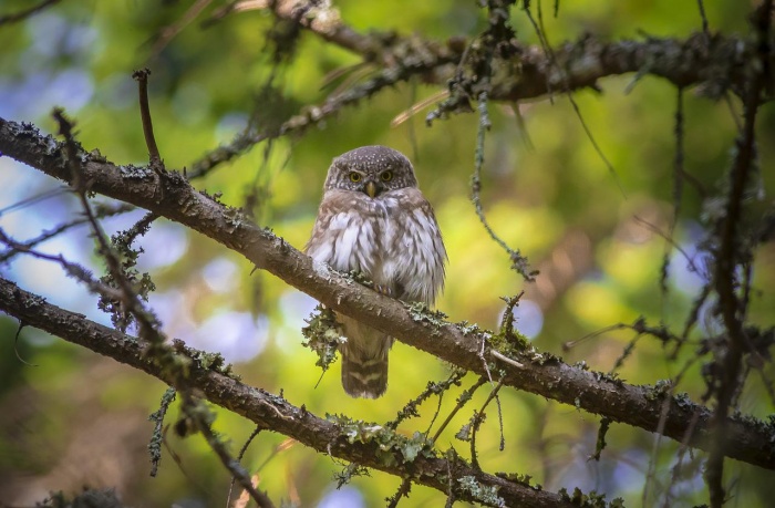 International Owl Awareness Day 2022 - Wildlife Around the World