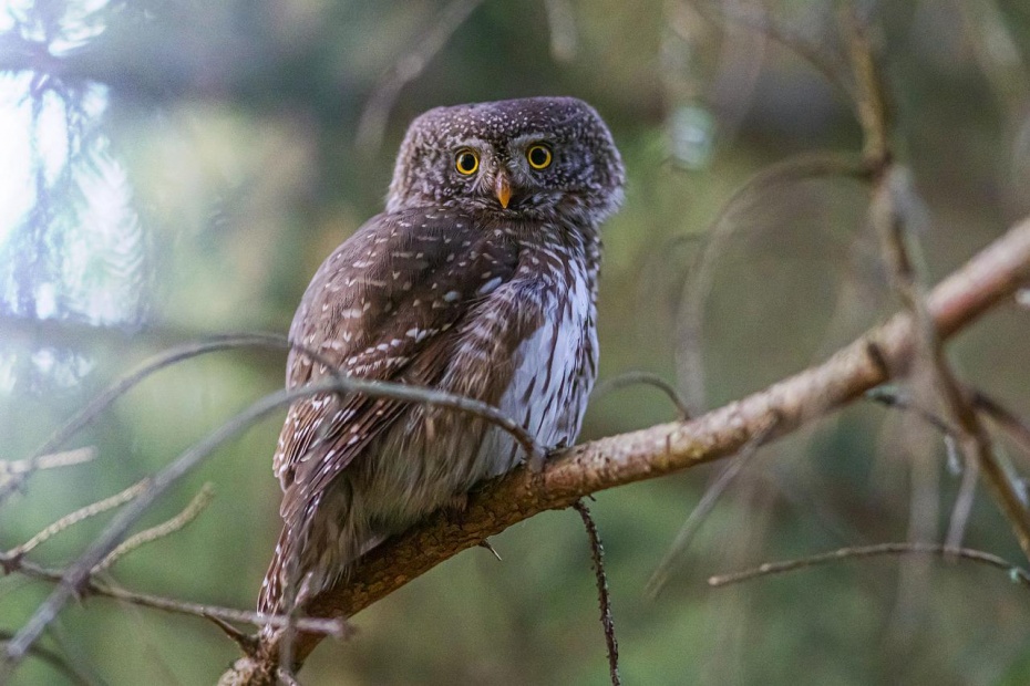 Eurasian Pygmy Owl