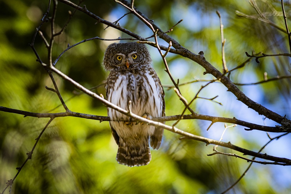 Eurasian Pygmy Owl