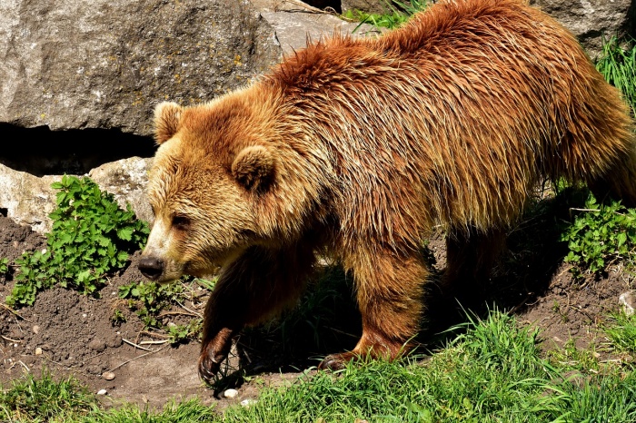 World Bear Day - European Brown Bear