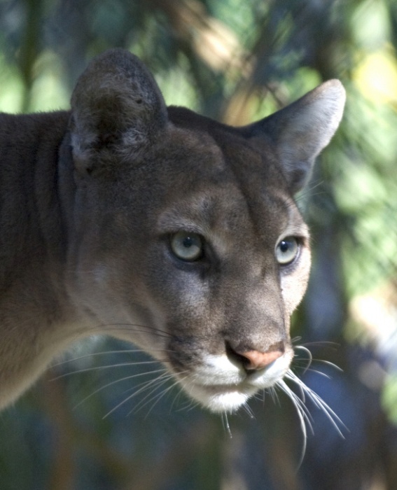 Save the Panther Day - Florida Panther