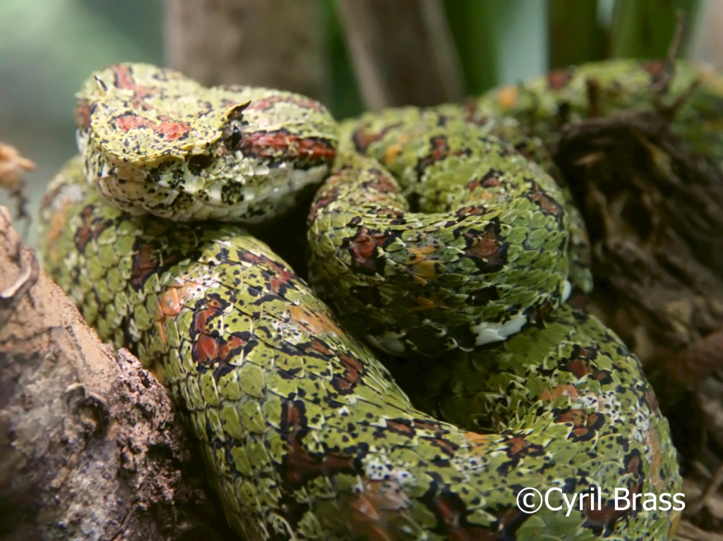 Reptiles in Central America - Eyelash Palm Pit Viper
