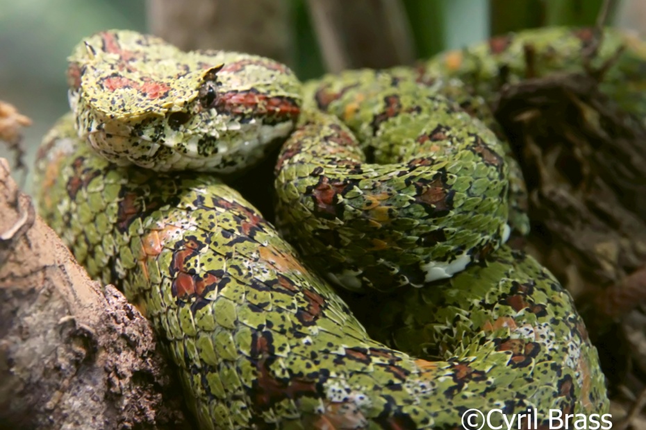 Eyelash Palm Pit Viper