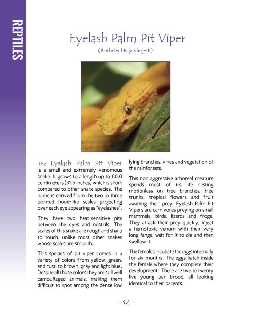 Eyelash Palm Pit Viper- Wildlife in Central America 1 - Page 32