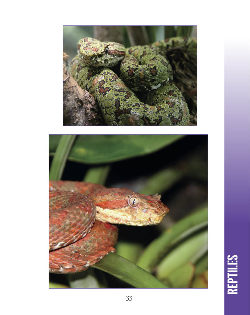 Eyelash Palm Pit Viper- Wildlife in Central America 1 - Page 33