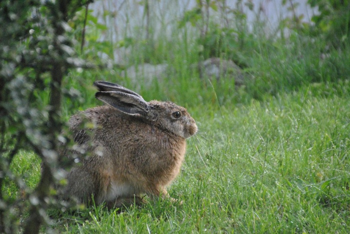 International Rabbit Day - Field Hare