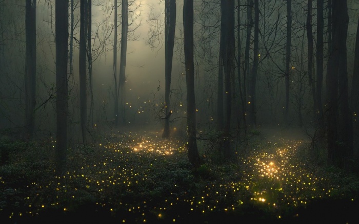 World Firefly Day - Fireflies