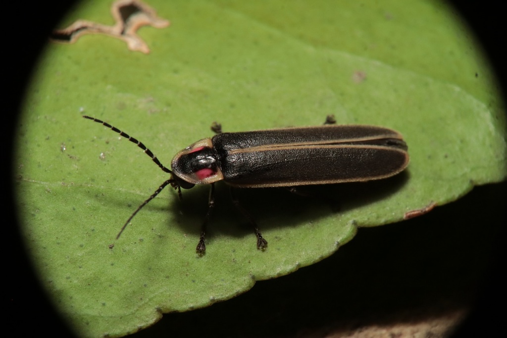 World Firefly Day