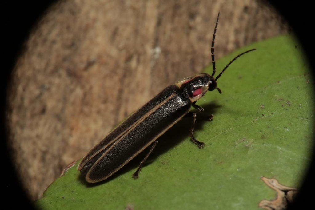 World Firefly Day - Firefly insect