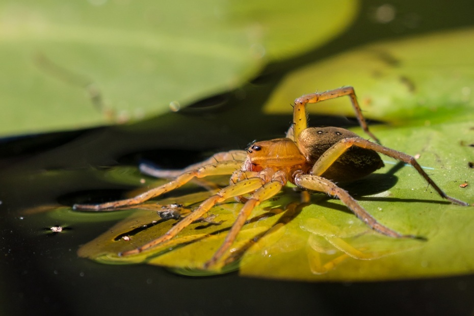 Fishing Spider