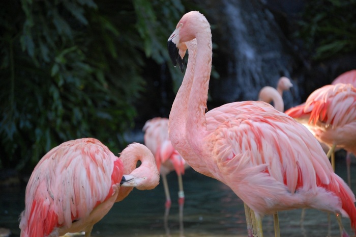 International Flamingo Day - Flamingo