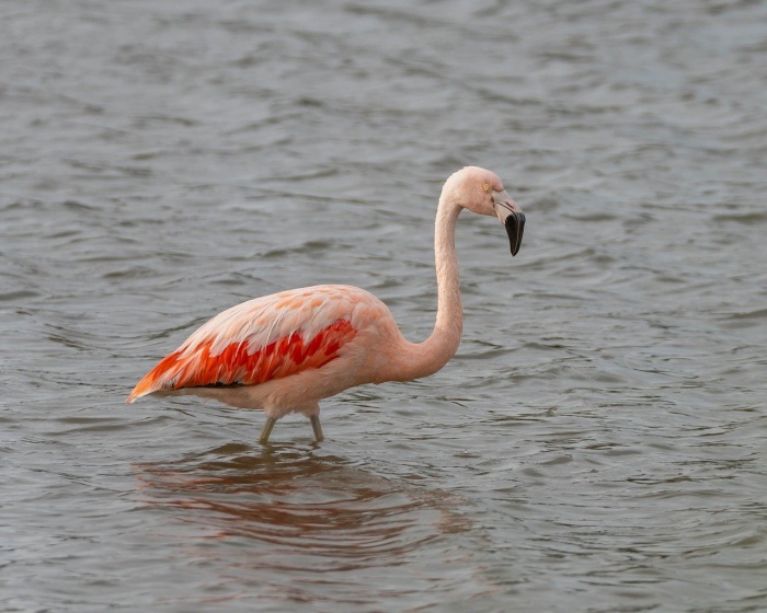 International Flamingo Day - Flamingo