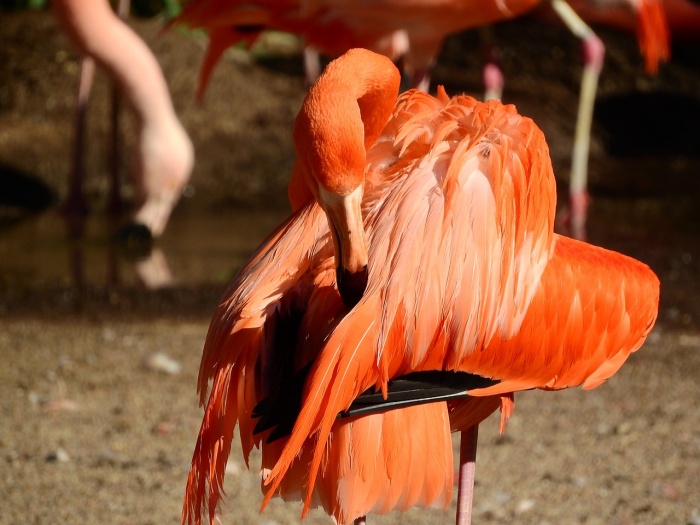 International Day for Biological Diversity - Flamingo