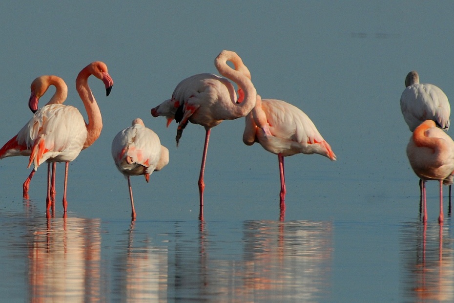 Flamingos